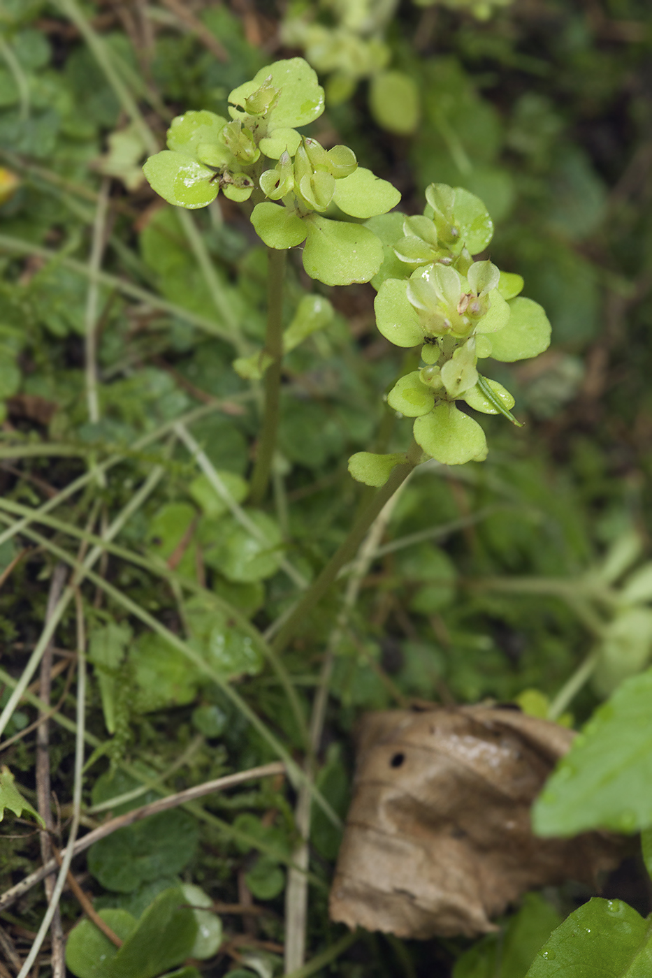 Image of Chrysosplenium grayanum specimen.