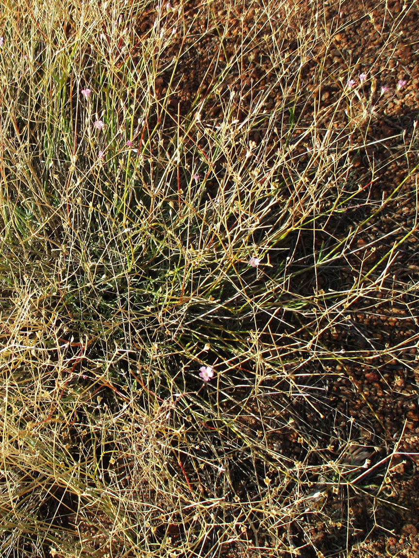 Image of Gypsophila patrinii specimen.