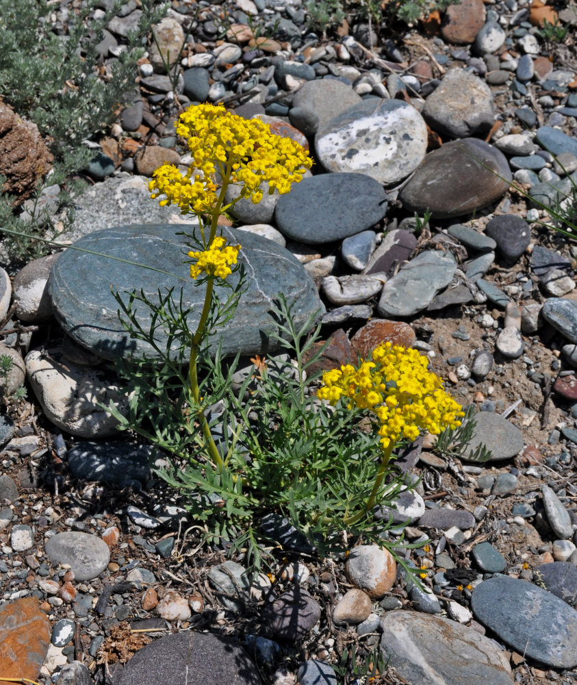 Image of Patrinia intermedia specimen.