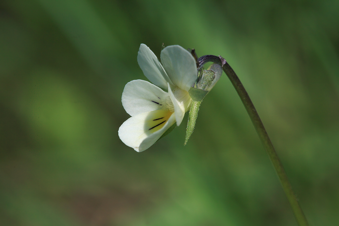 Image of Viola arvensis specimen.