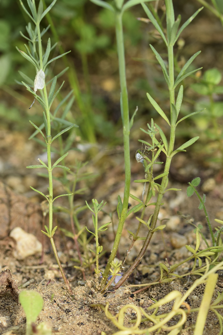 Изображение особи Linaria arvensis.