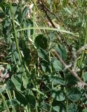 Astragalus platyphyllus