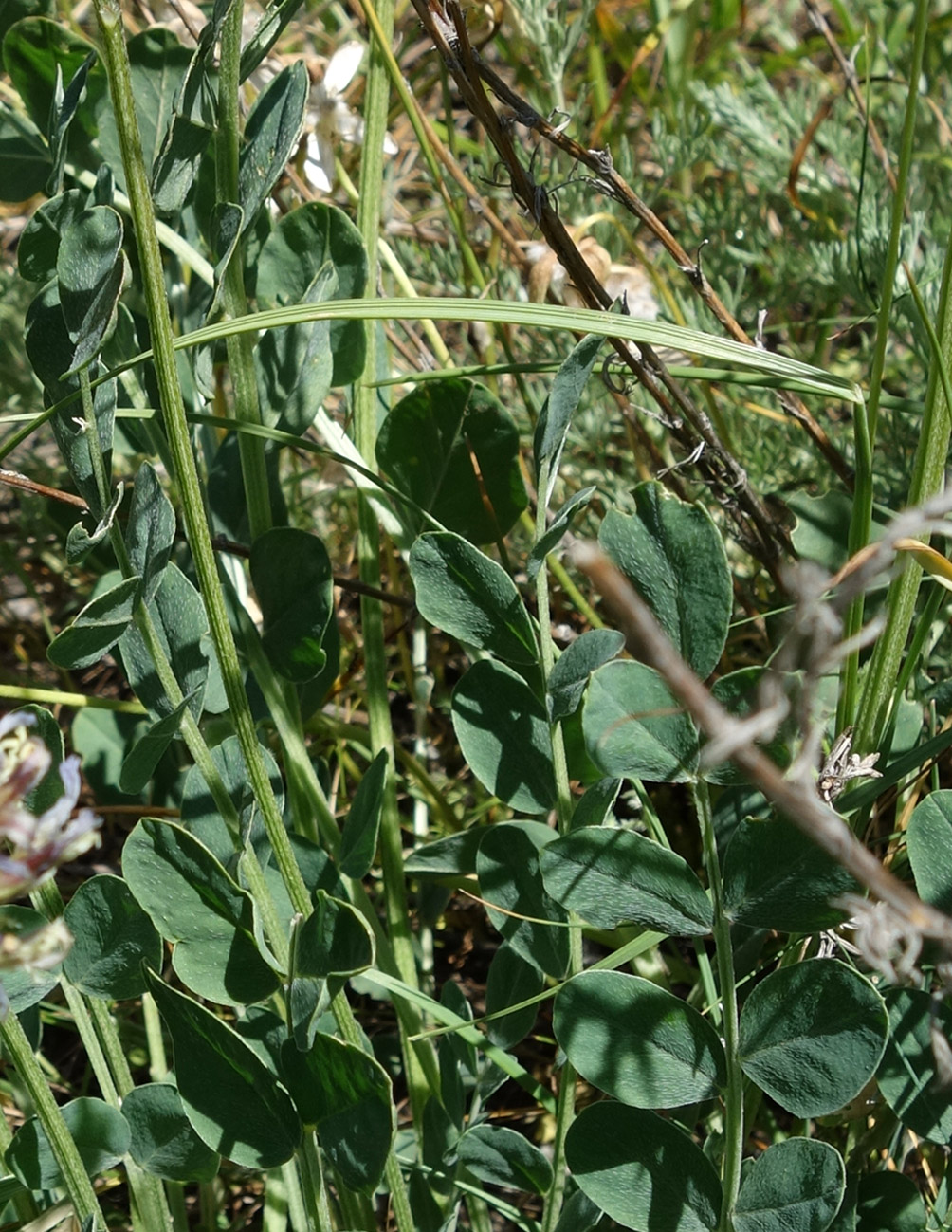 Изображение особи Astragalus platyphyllus.