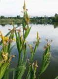 Iris pseudacorus. Верхушки отцветающих побегов с плодами. Кыргызстан, Чуйская обл., с. Восток, берег водоёма. 23.05.2019.