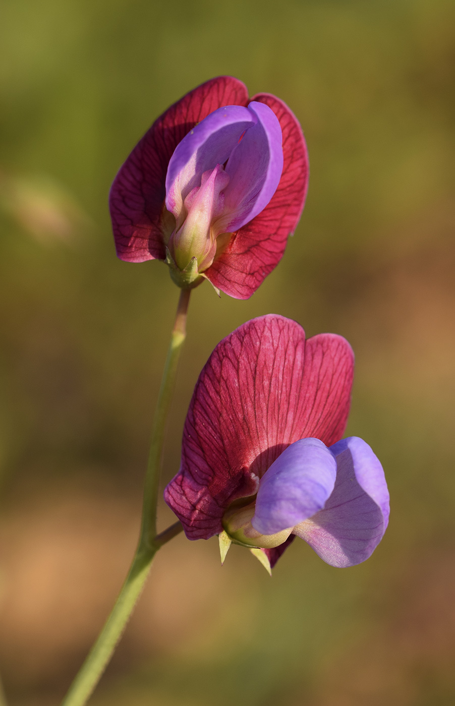 Изображение особи Lathyrus clymenum.