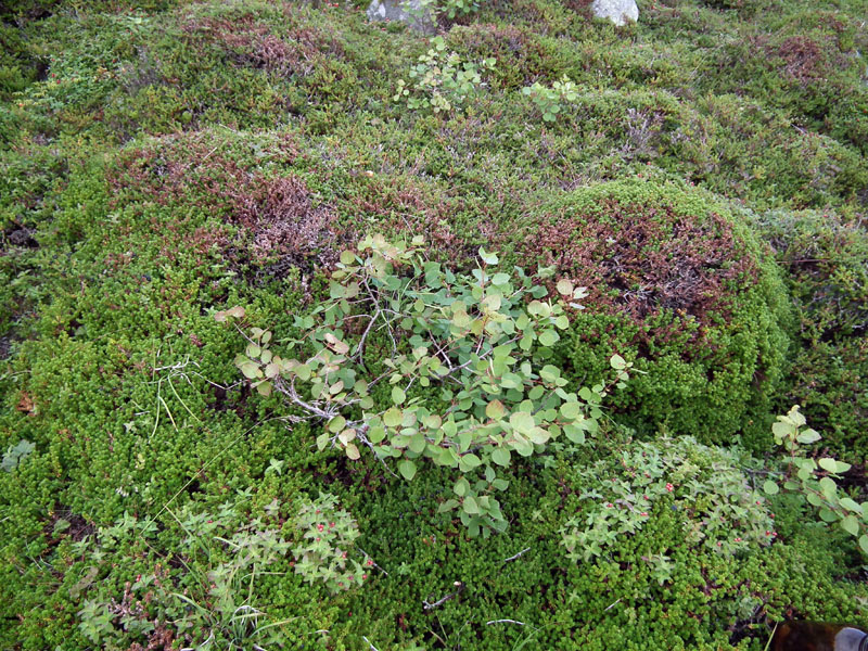 Image of Populus tremula specimen.