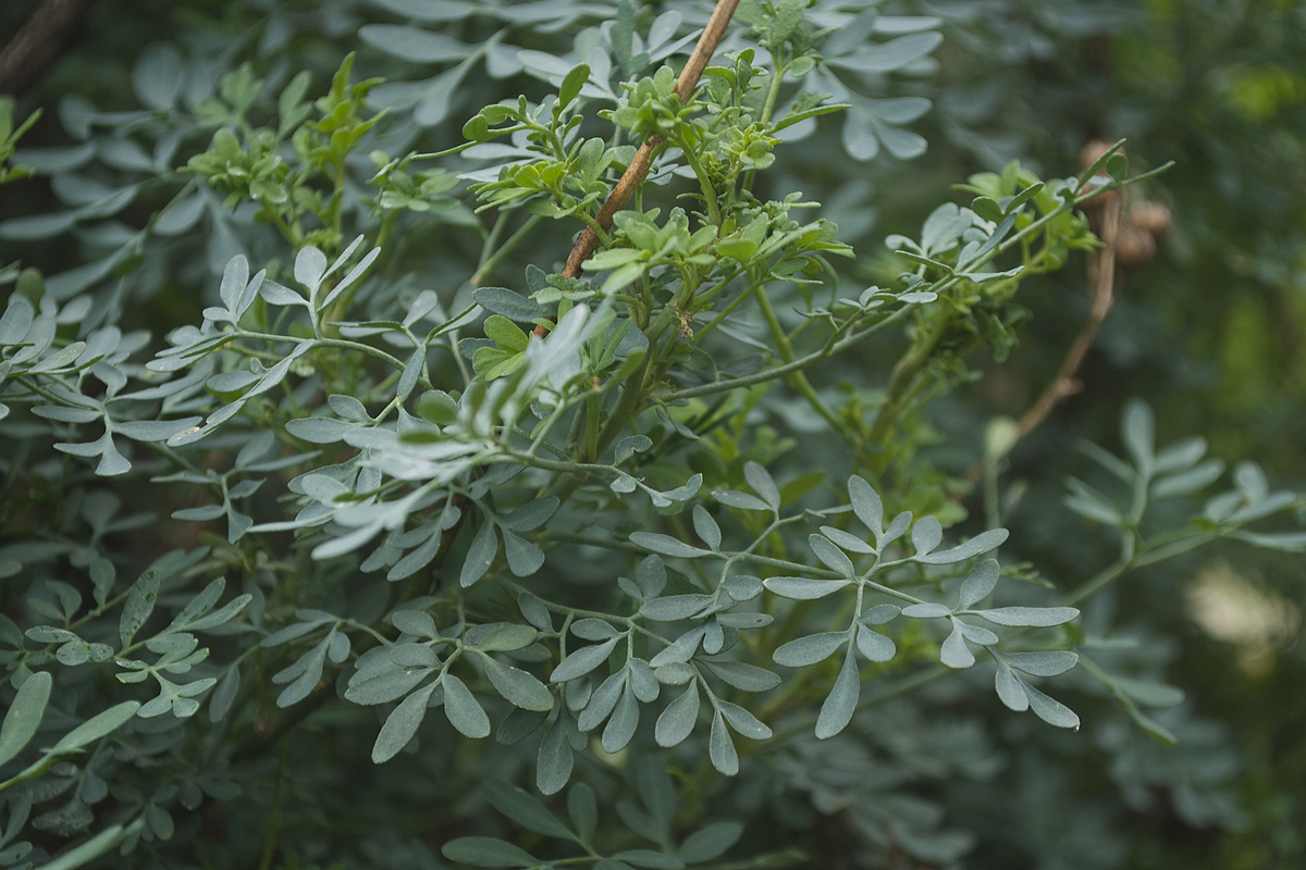 Изображение особи Ruta chalepensis.