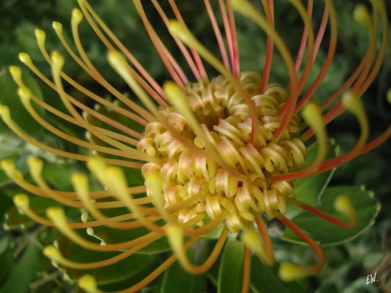 Image of Leucospermum cordifolium specimen.