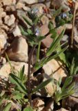 Buglossoides tenuiflora. Цветущее растение. Израиль, окр. г. Арад, фригана на каменистом склоне. 03.03.2020.