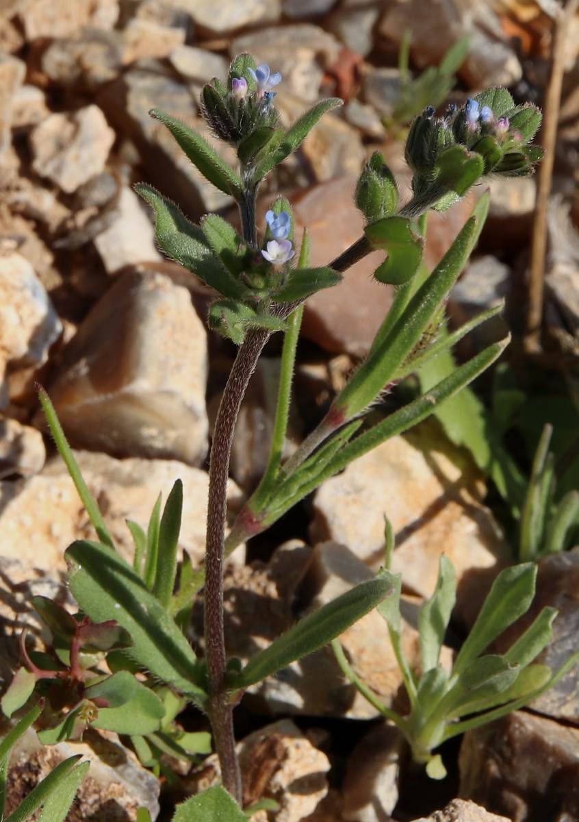 Изображение особи Buglossoides tenuiflora.