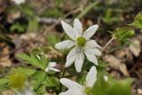 Anemone amurensis