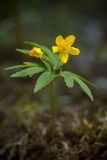 Anemone ranunculoides