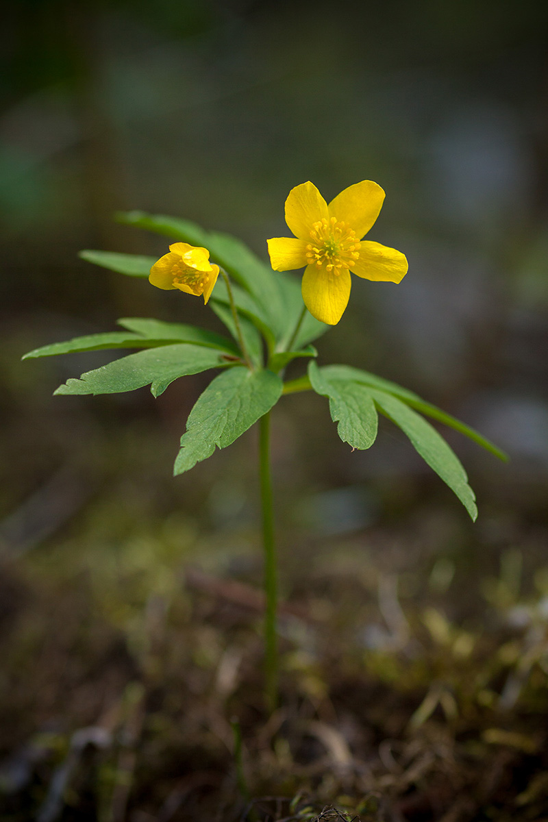 Image of Anemone ranunculoides specimen.