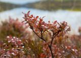 Vaccinium uliginosum