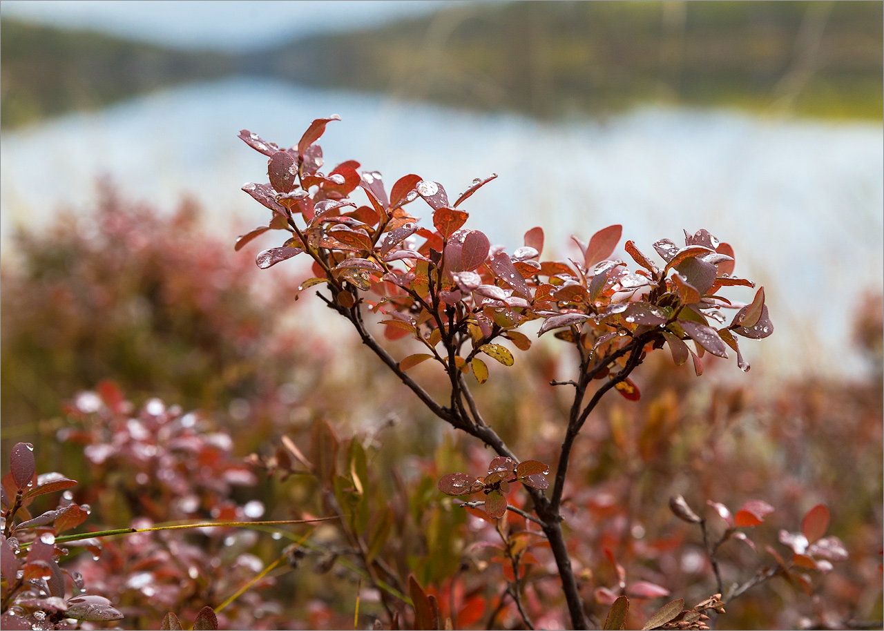 Изображение особи Vaccinium uliginosum.