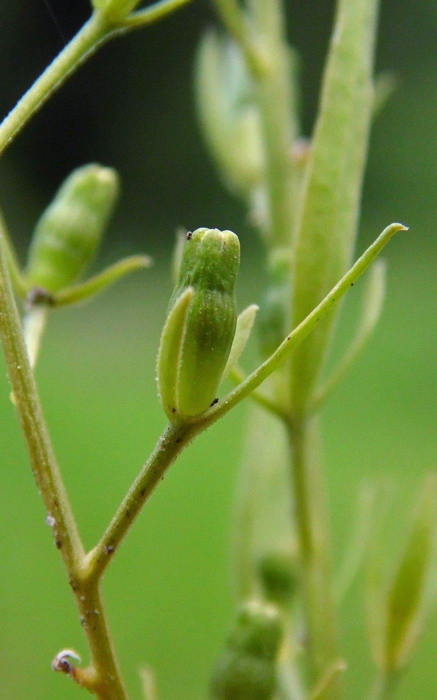 Image of Thesium ramosum specimen.