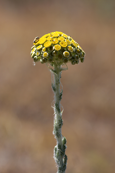 Image of Pseudohandelia umbellifera specimen.