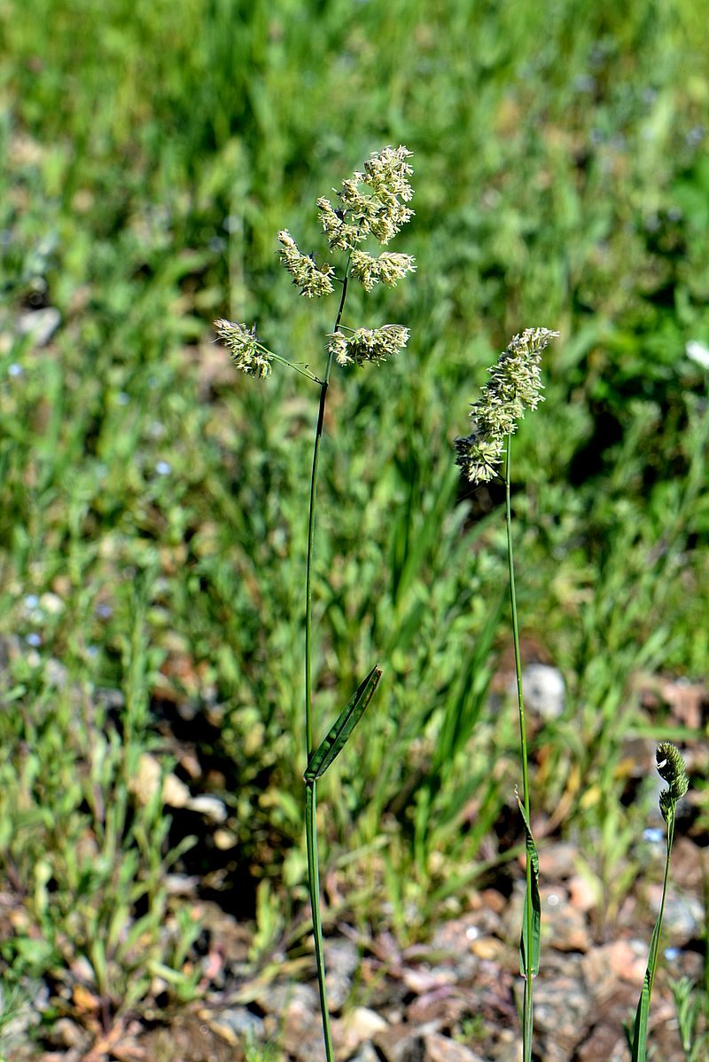 Изображение особи Dactylis glomerata.