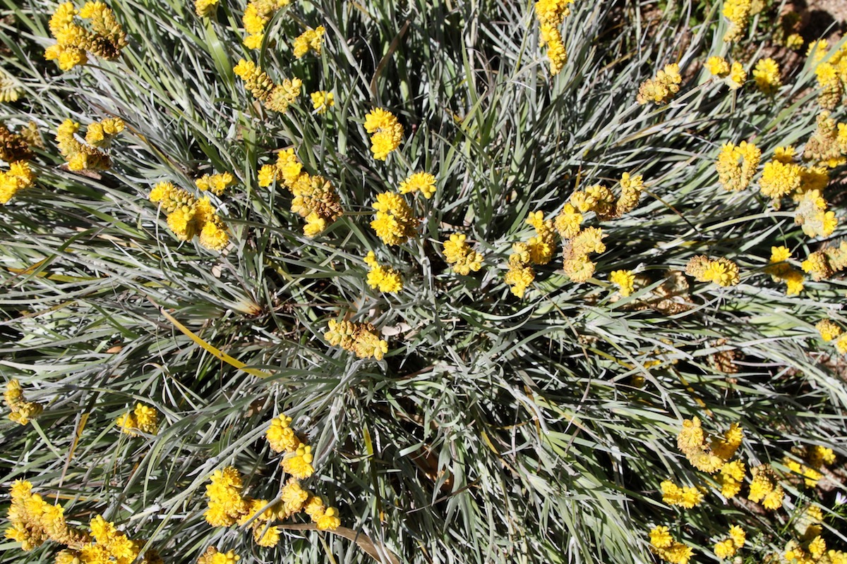 Изображение особи Conostylis candicans.