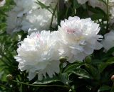 Paeonia lactiflora. Цветки, бутоны и листья (махровая форма). Московская обл., Раменский р-н, окр. дер. Хрипань, садовый участок. 20.06.2020.