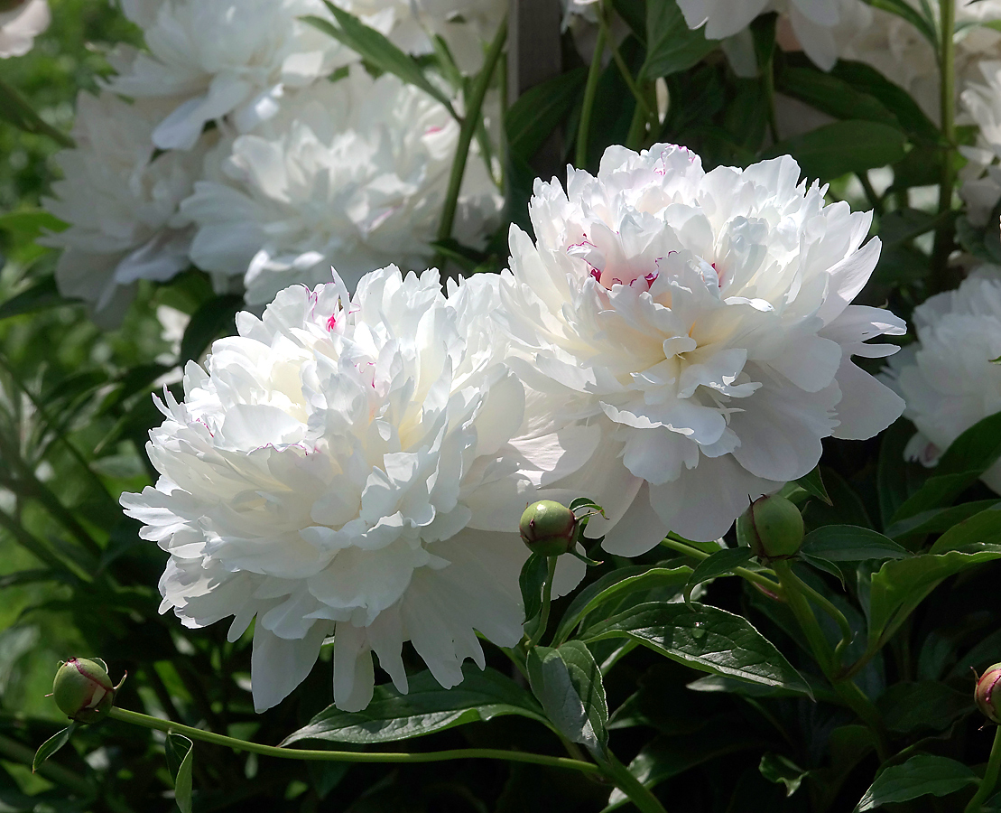 Image of Paeonia lactiflora specimen.