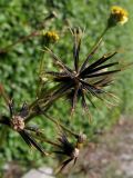 Bidens pilosa