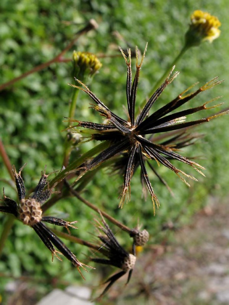 Image of Bidens pilosa specimen.