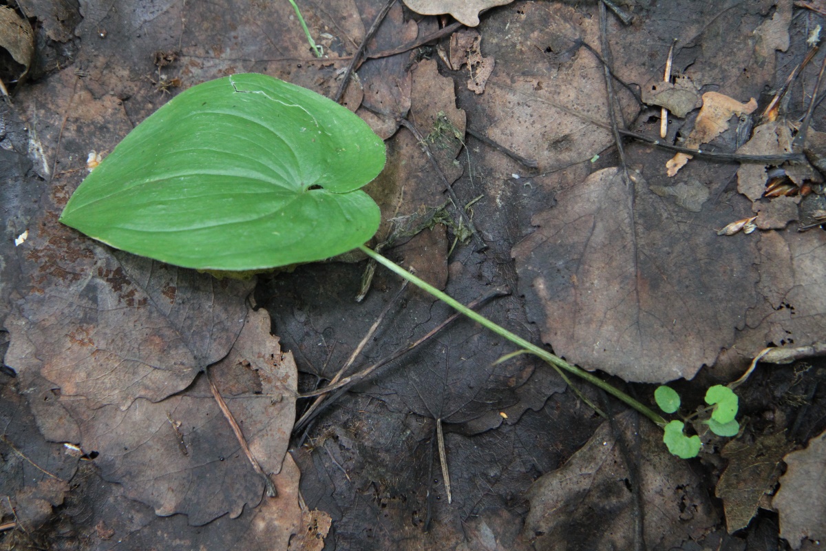 Image of Maianthemum bifolium specimen.