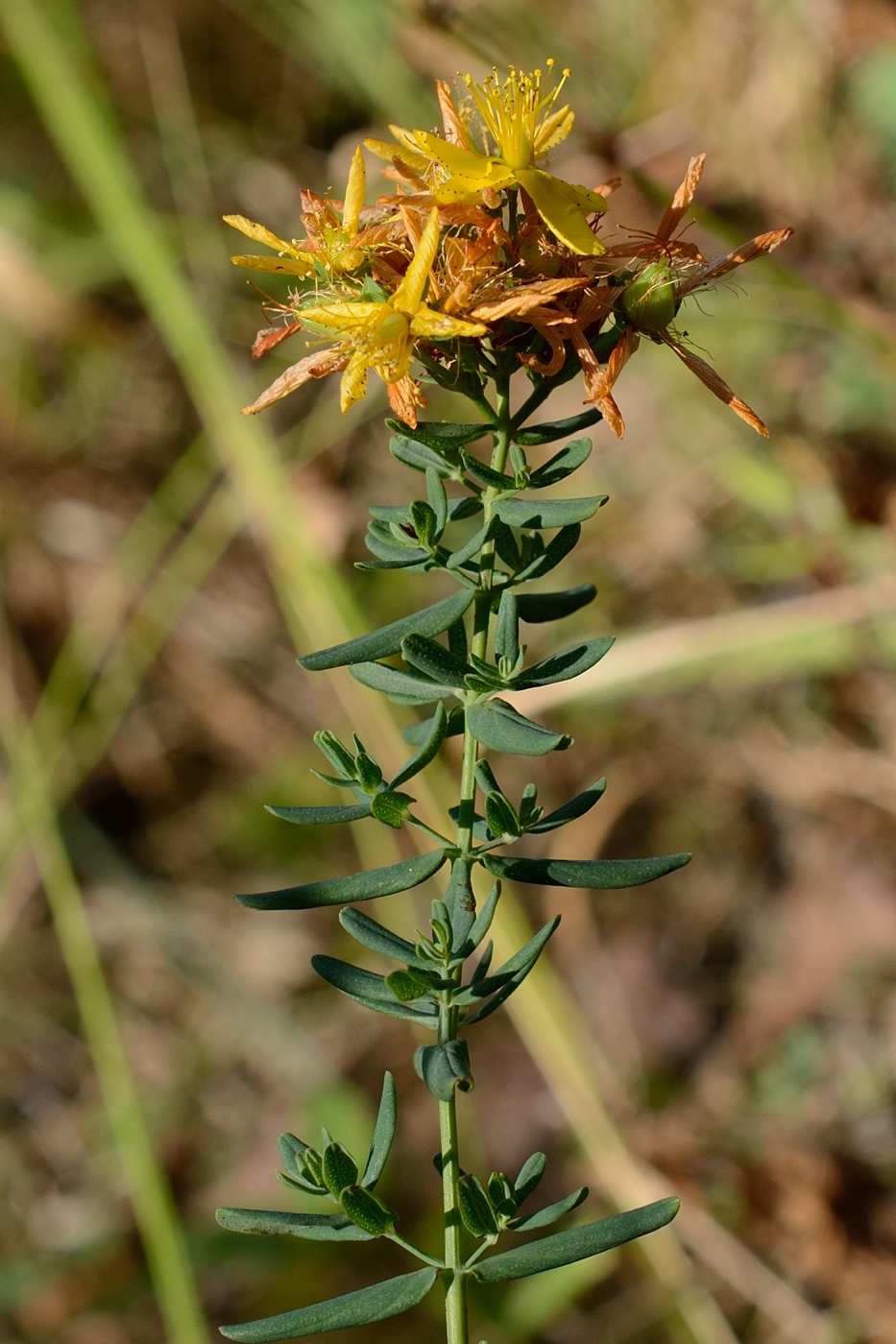 Изображение особи Hypericum perforatum.