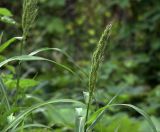 Echinochloa crus-galli. Верхушка плодоносящего растения. Московская обл., Раменский р-н, окр. дер. Хрипань, садовый участок. 31.07.2020.