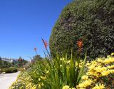 Chasmanthe floribunda