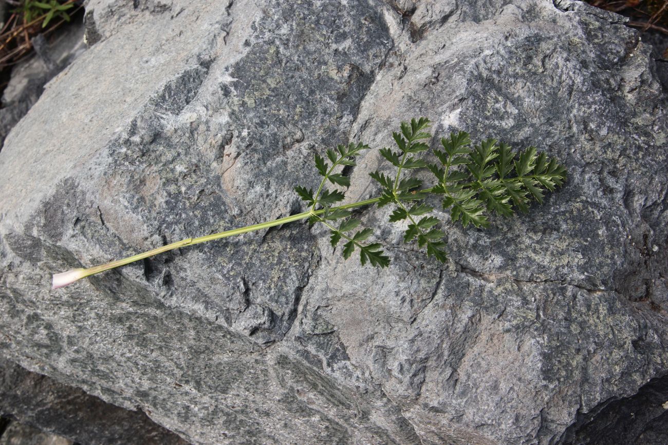 Изображение особи семейство Apiaceae.