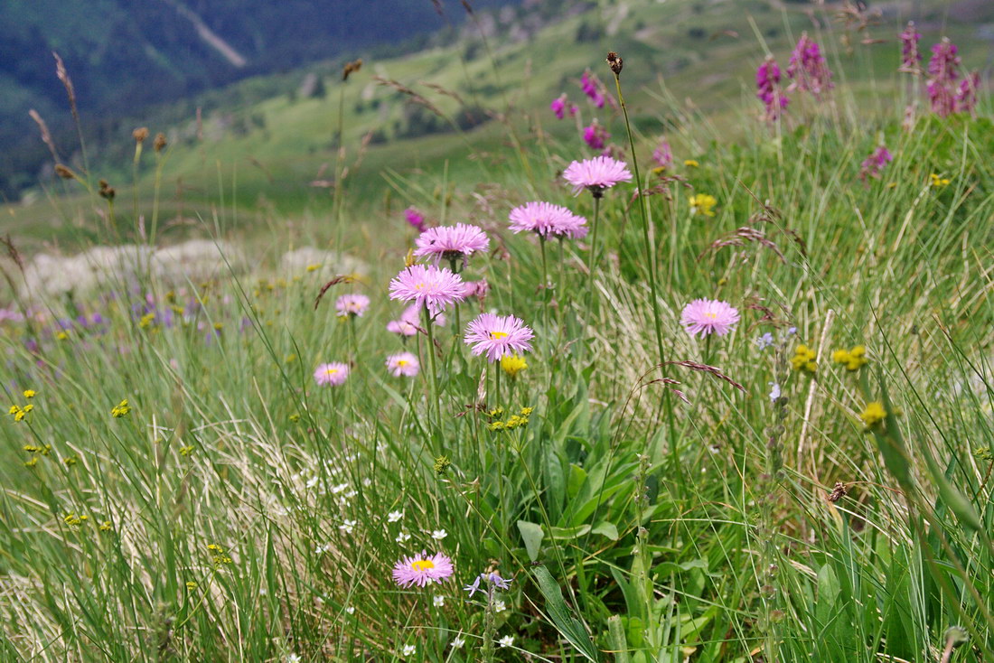 Изображение особи Erigeron venustus.