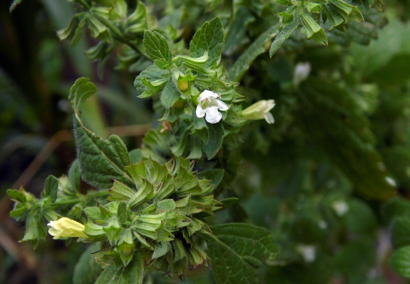 Изображение особи Melissa officinalis.