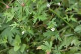 Geranium sibiricum