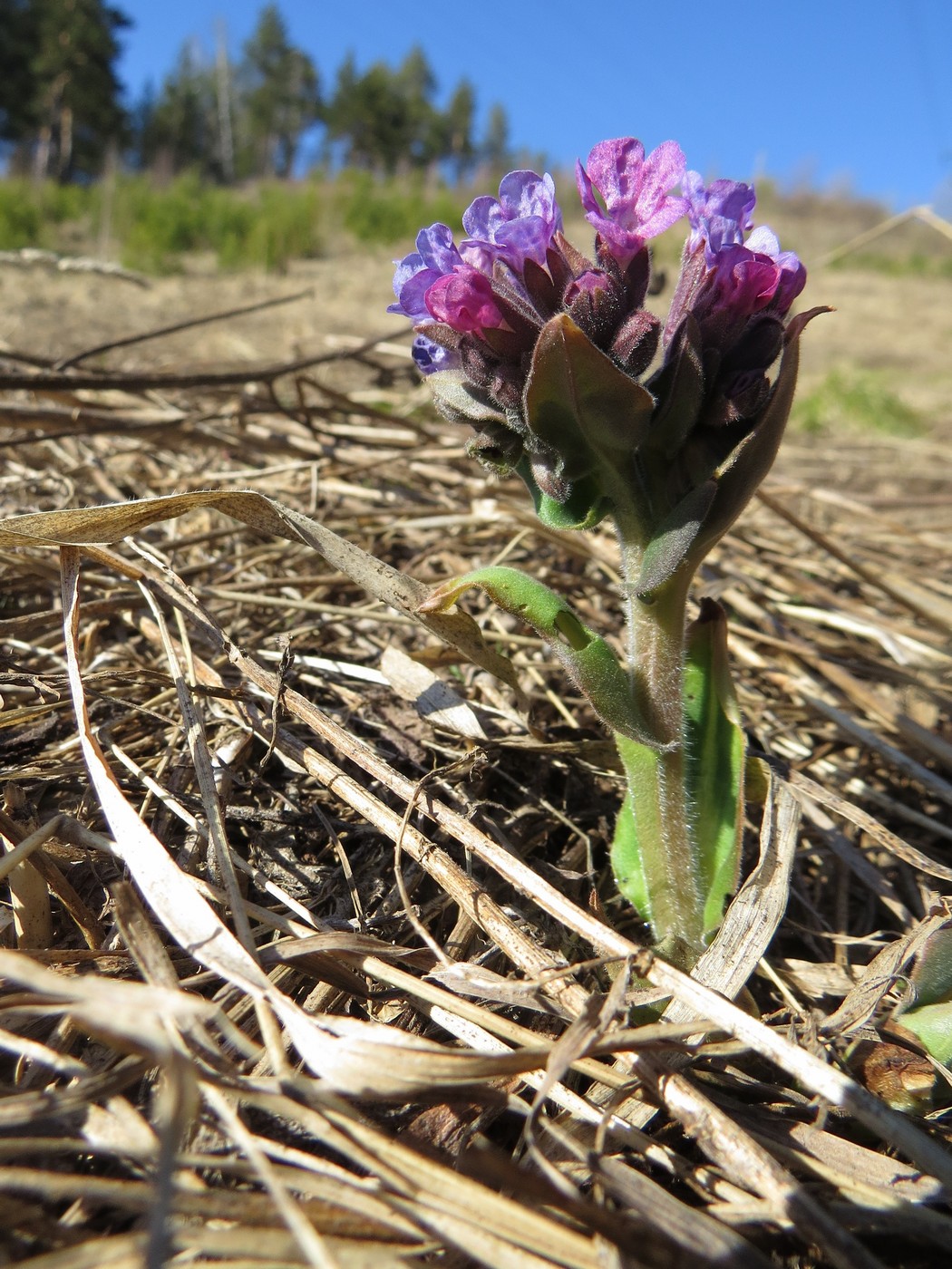 Image of Pulmonaria mollis specimen.