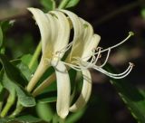 Lonicera japonica