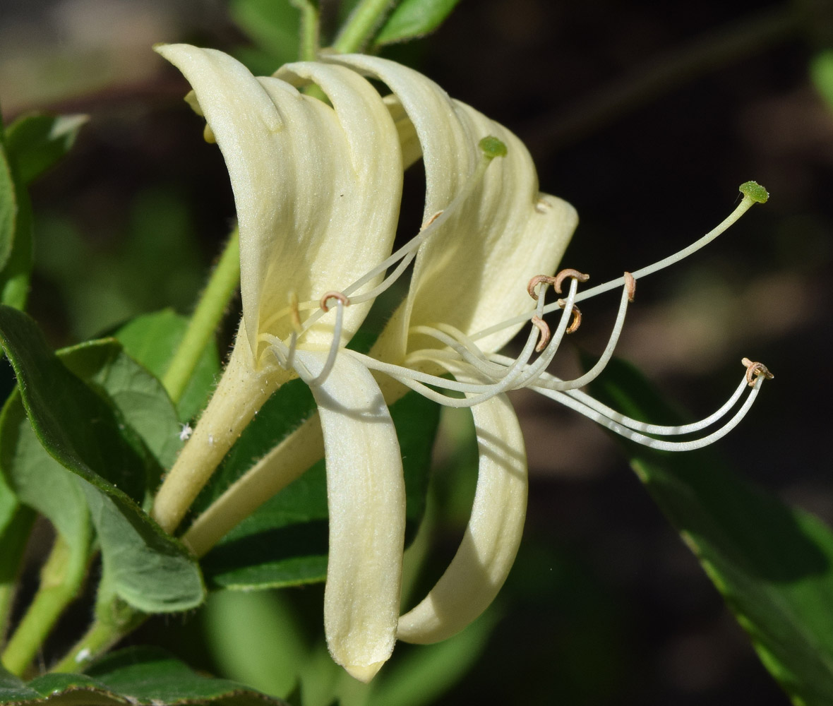 Изображение особи Lonicera japonica.