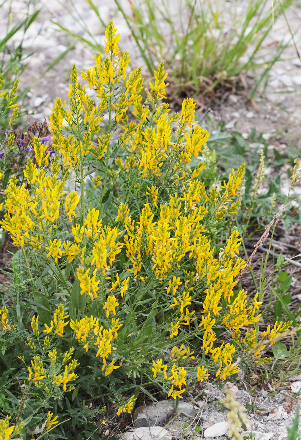 Изображение особи Genista tinctoria.