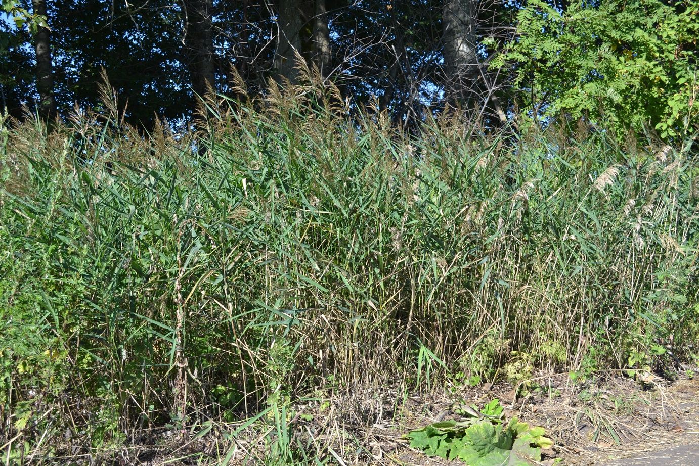 Изображение особи Phragmites australis.