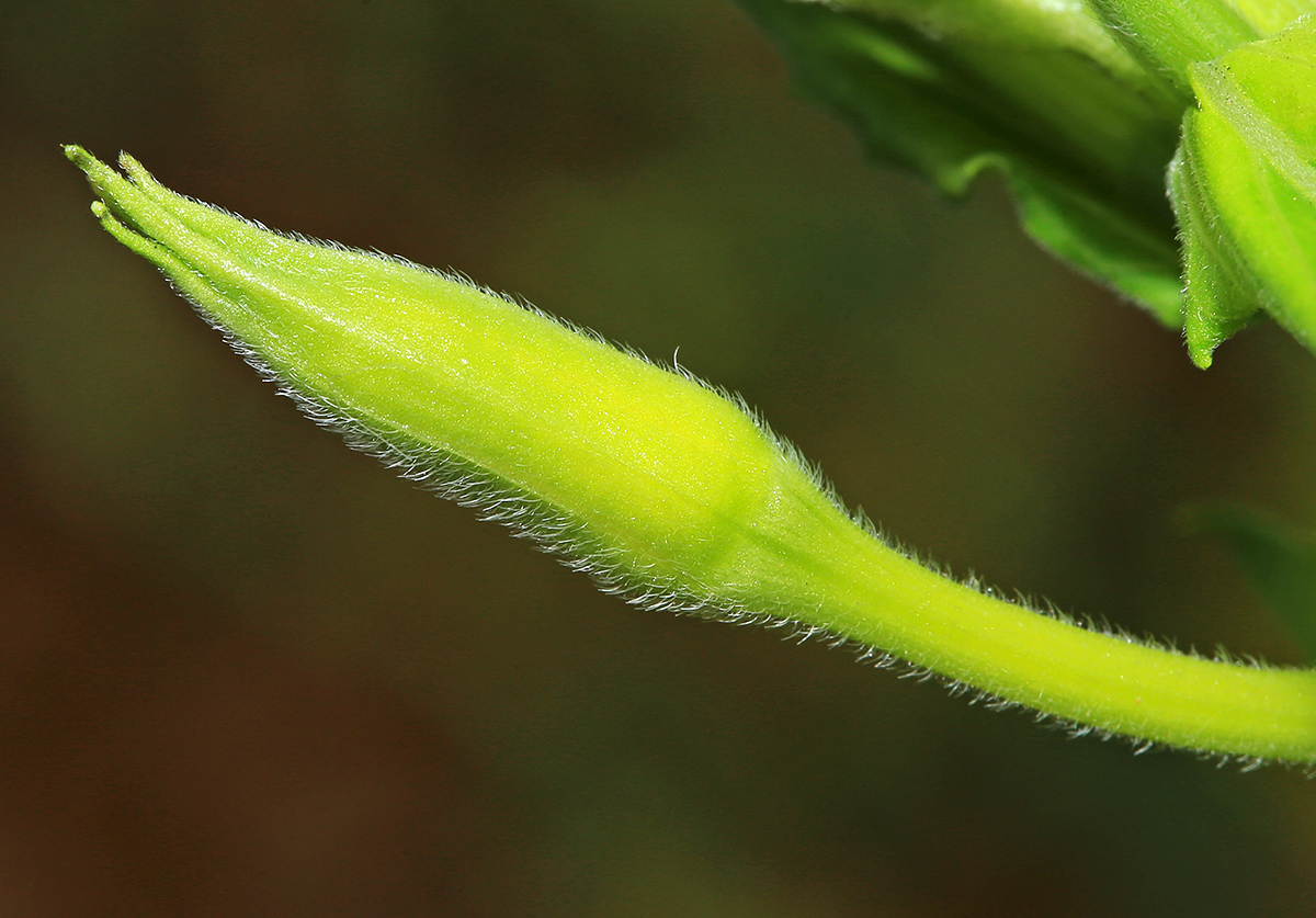 Image of Oenothera villosa specimen.