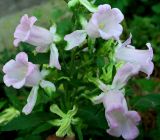 Campanula medium