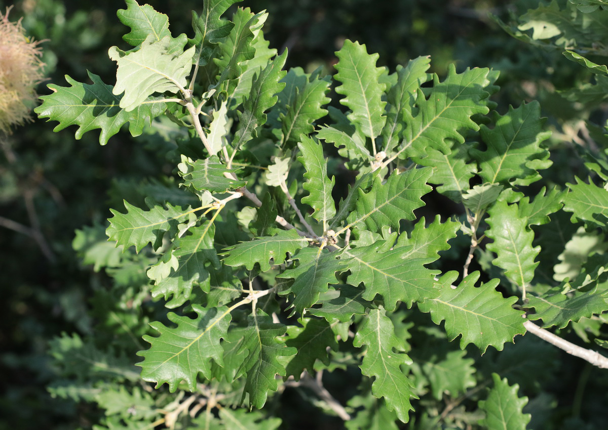 Изображение особи Quercus pubescens.