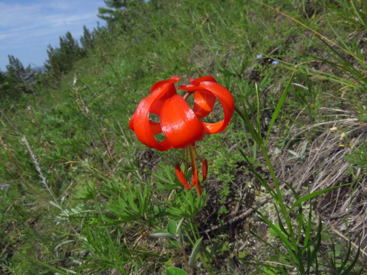 Image of Lilium pumilum specimen.