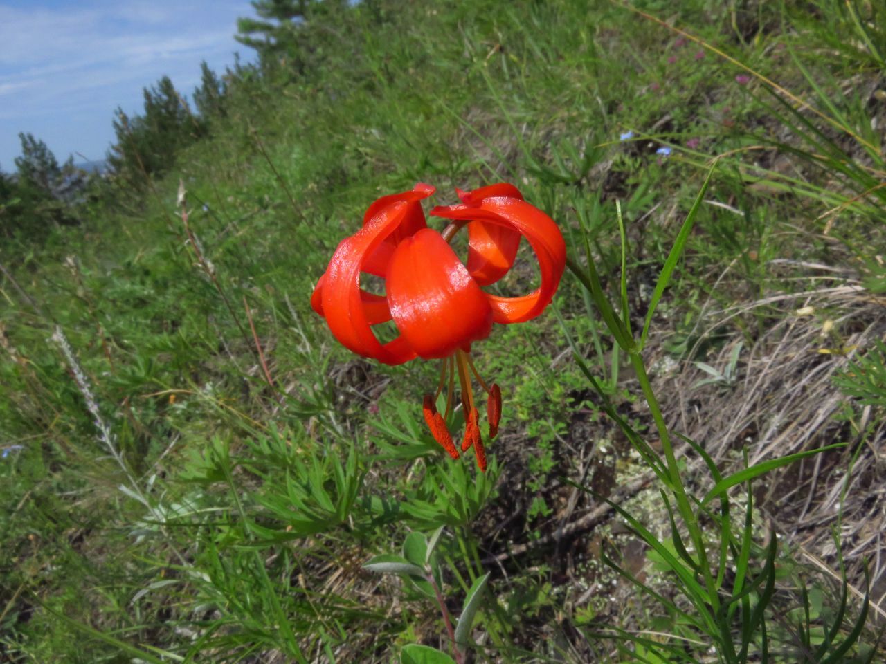 Изображение особи Lilium pumilum.