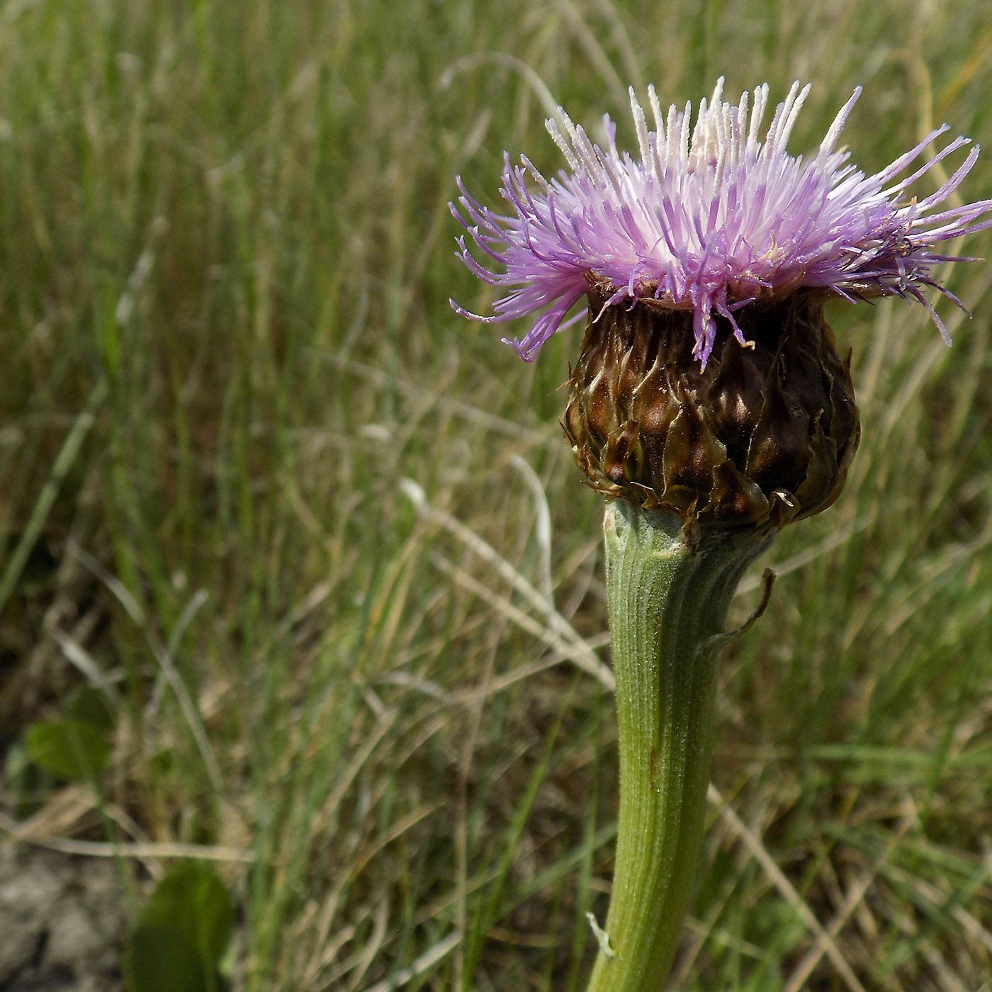 Image of Stemmacantha serratuloides specimen.