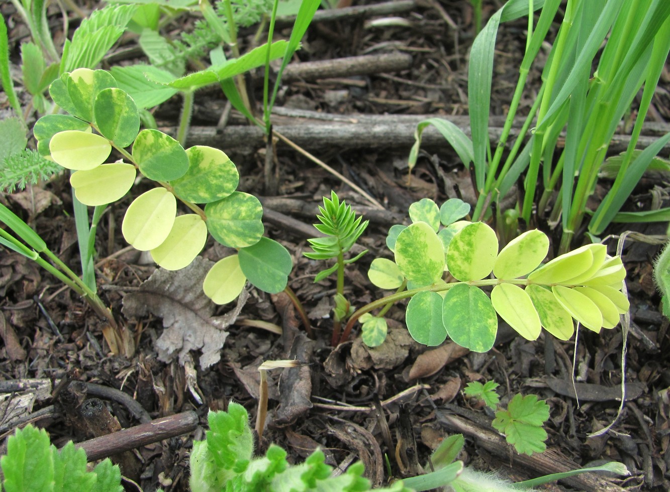 Изображение особи Glycyrrhiza glabra.