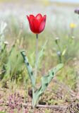 Tulipa suaveolens. Цветущее растение. Крым, Керченский п-ов, Приазовье, Караларская степь, степной склон. 6 мая 2021 г.