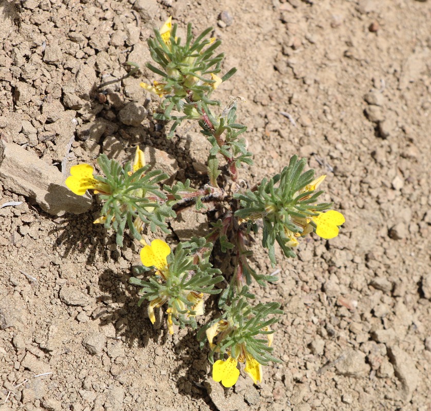 Image of Ajuga glabra specimen.