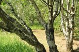 Betula pendula variety carelica